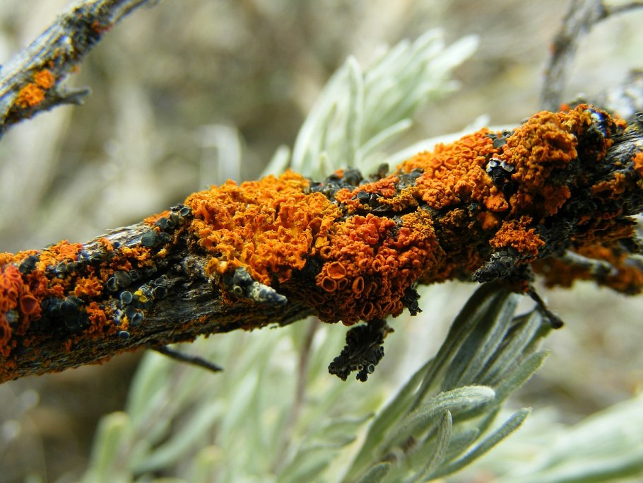 Эпилитные накипные лишайники