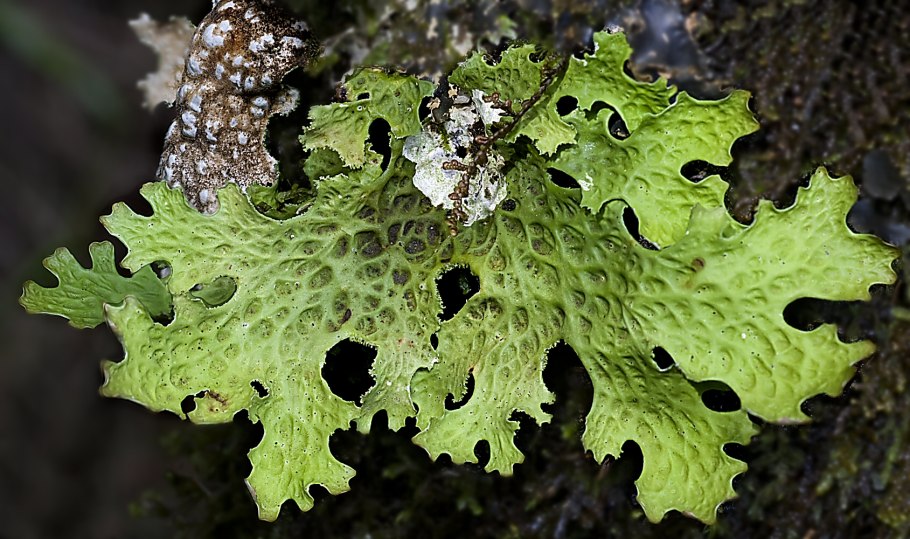 Лобария Пульмонария лишайник