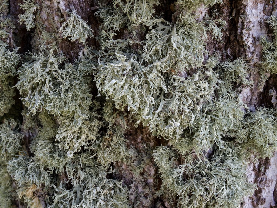Лишайник стереокаулон Альпийский