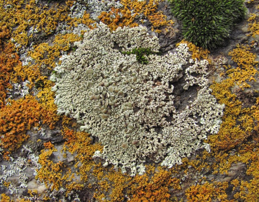 Лишайник цетрария в Арктике