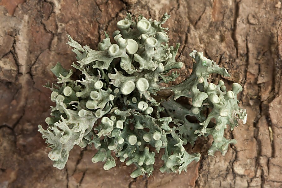 Красный лишайник