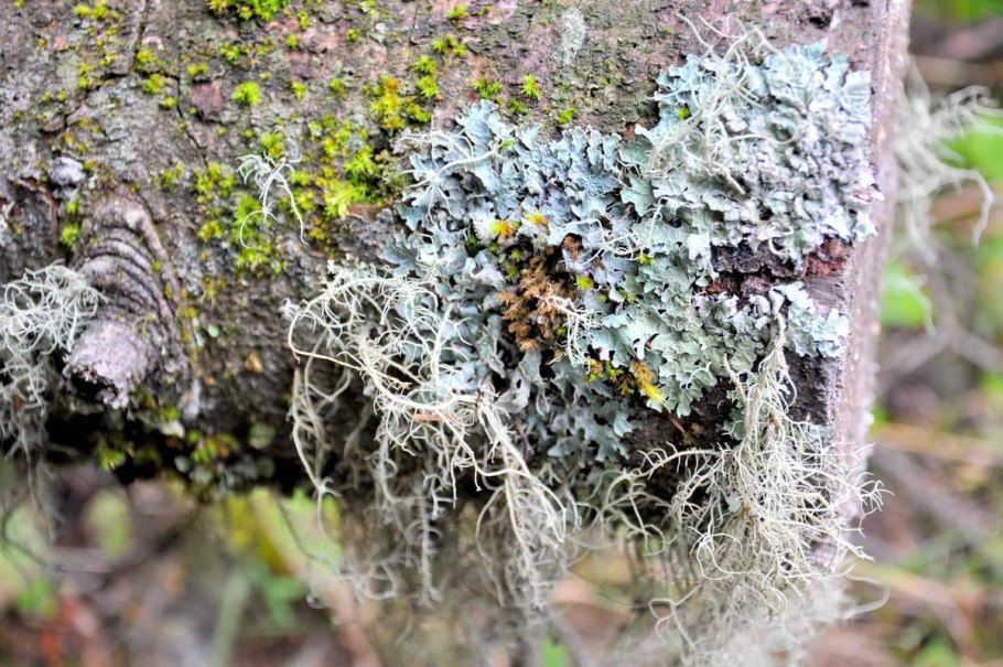 Слоевища лишайников Cladonia