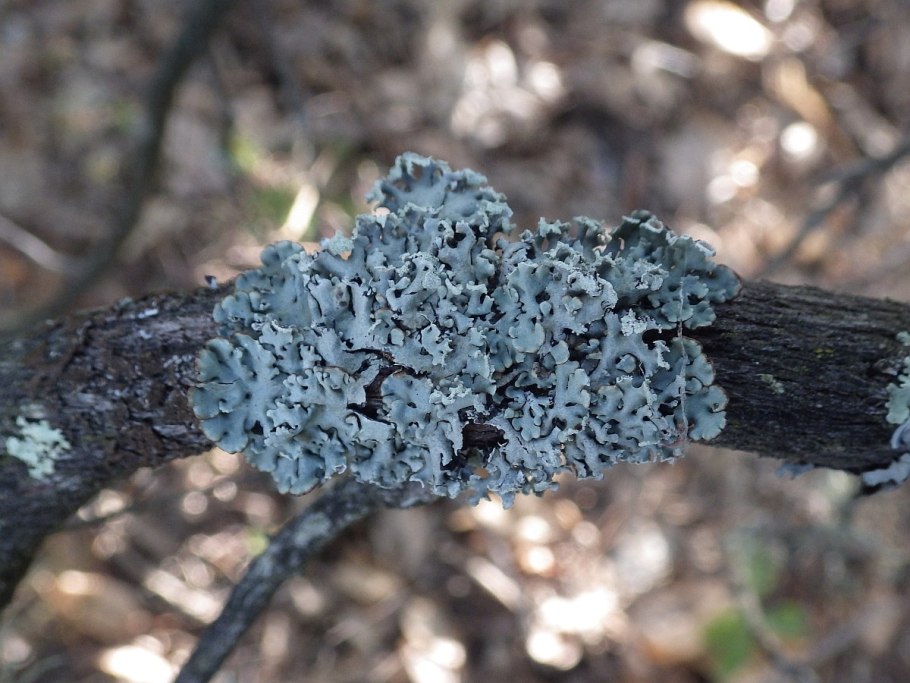 Лобария Пульмонария