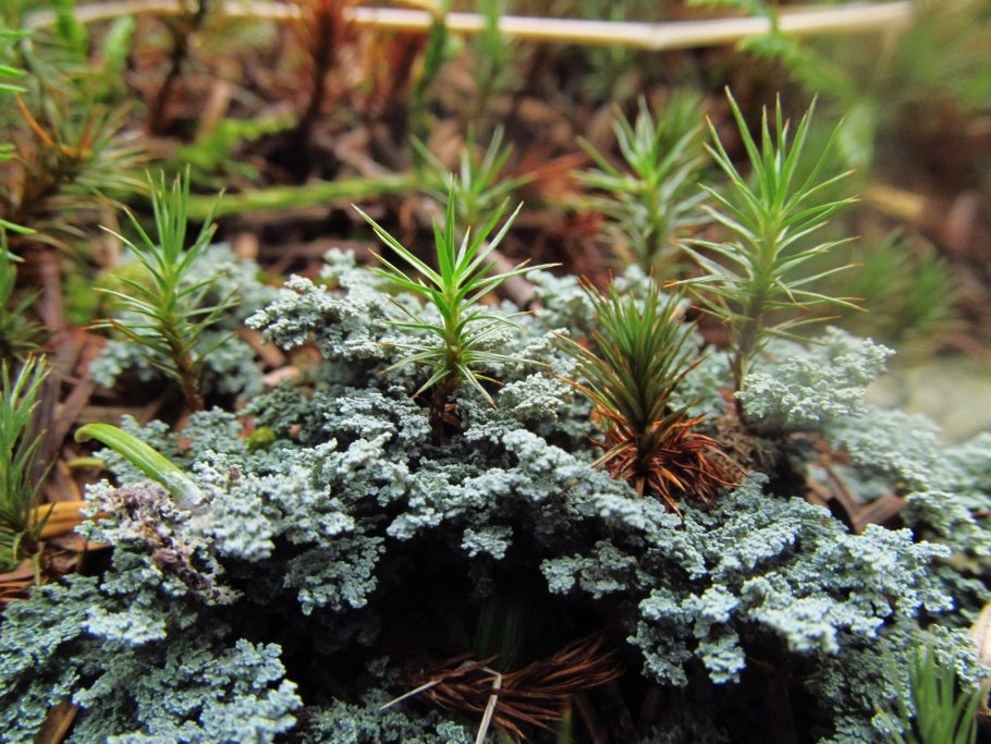 Мхи и лишайники Ленинградской области