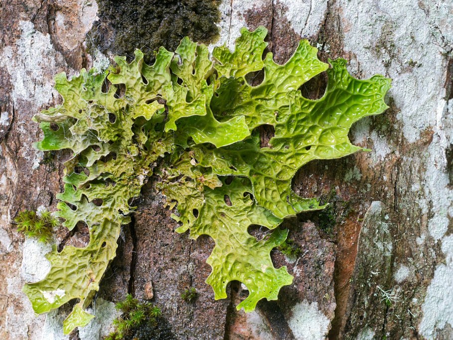Пармелия бороздчатая