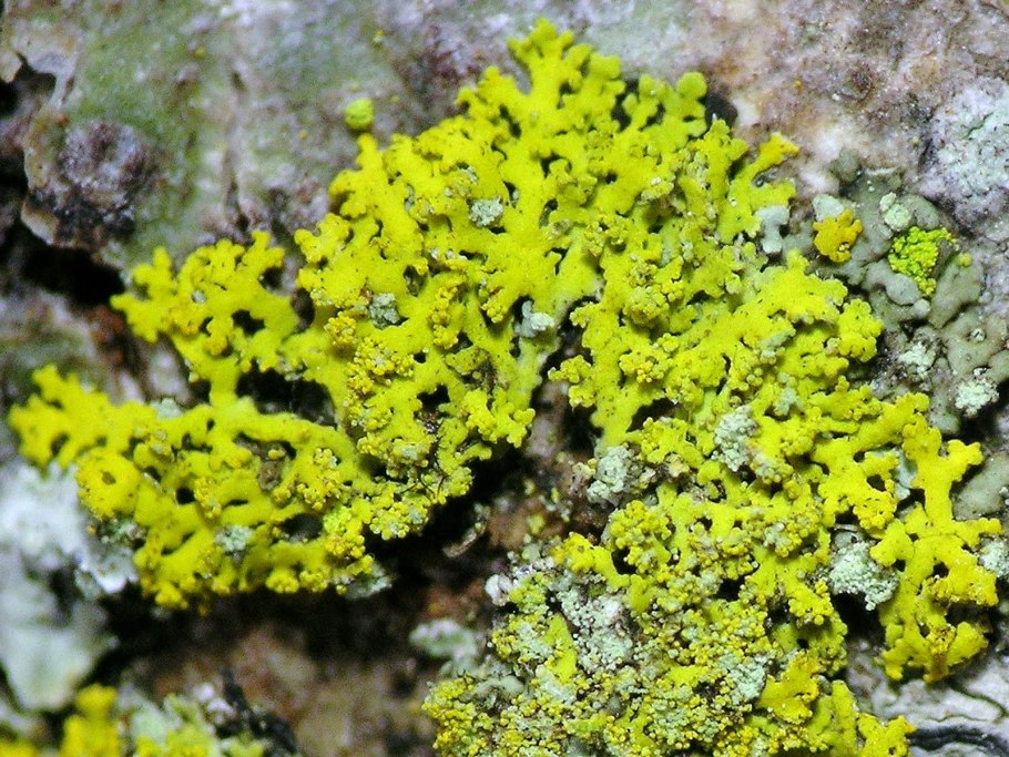 Лобария Пульмонария лишайник