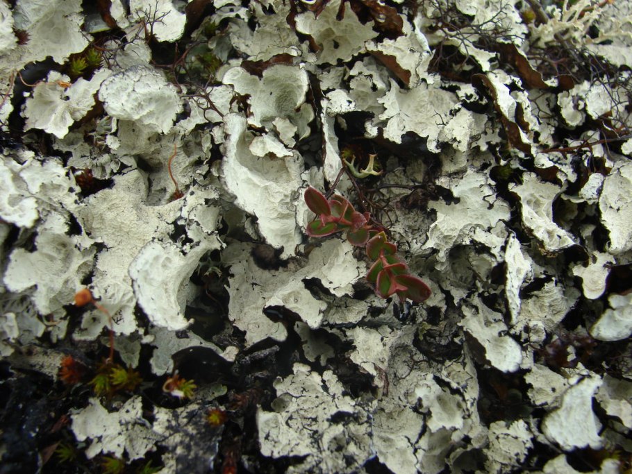 Асахинея золотистая