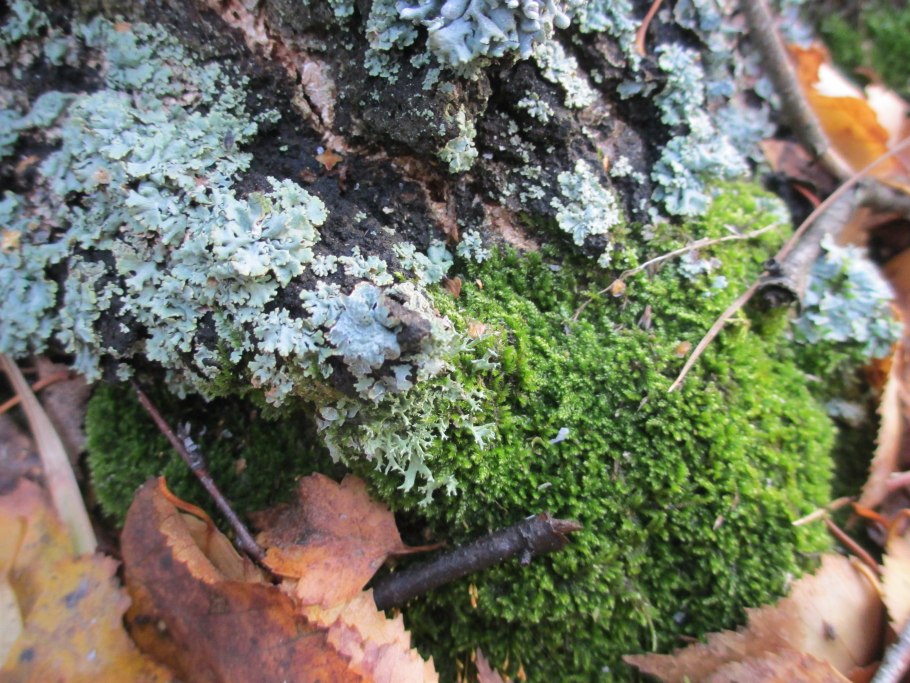 Лишайник сфагнум
