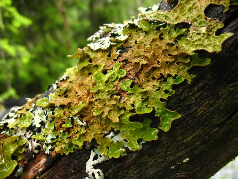 Ягель лишайник в Кировской области