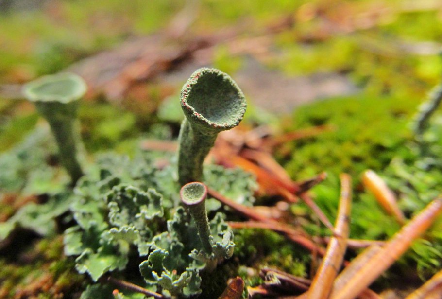 Cladonia macroceras