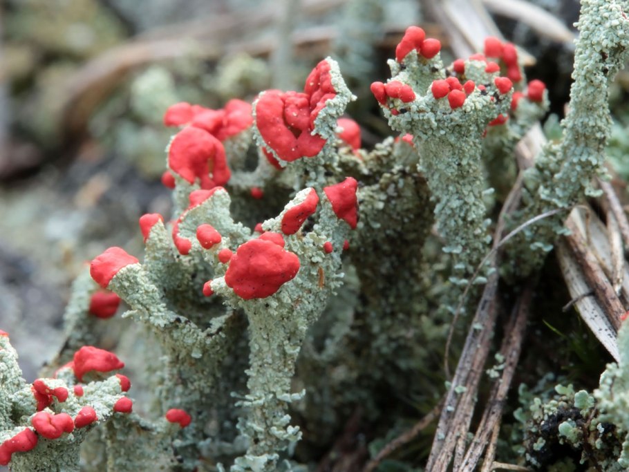 Кладония красноплодная