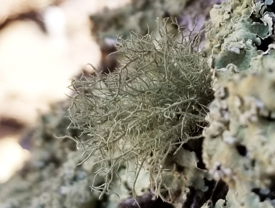 Уснея бородатая слоевища