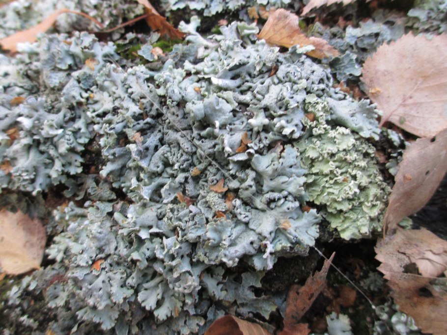 Лишайник на Хибинах