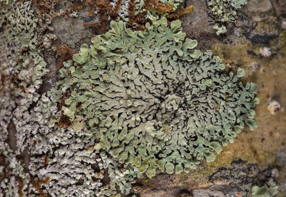 Mycoblastus лишайник