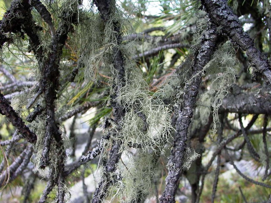 Phaeophyscia ciliata