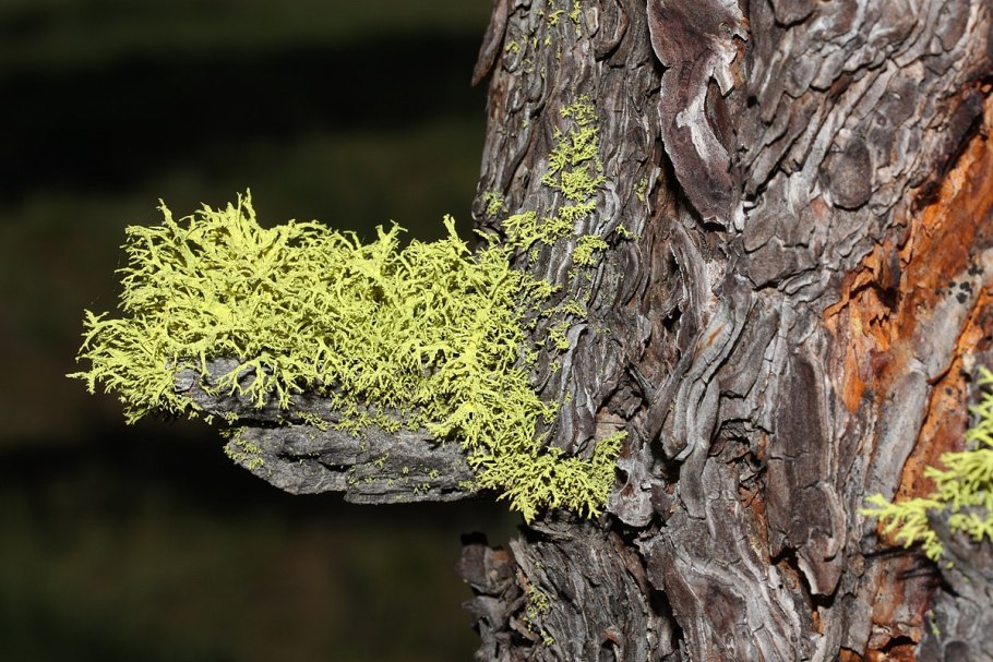 Лишайники симбиотические организмы