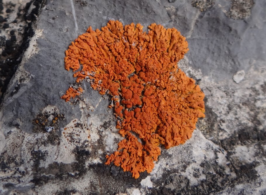 Кладония порошистая