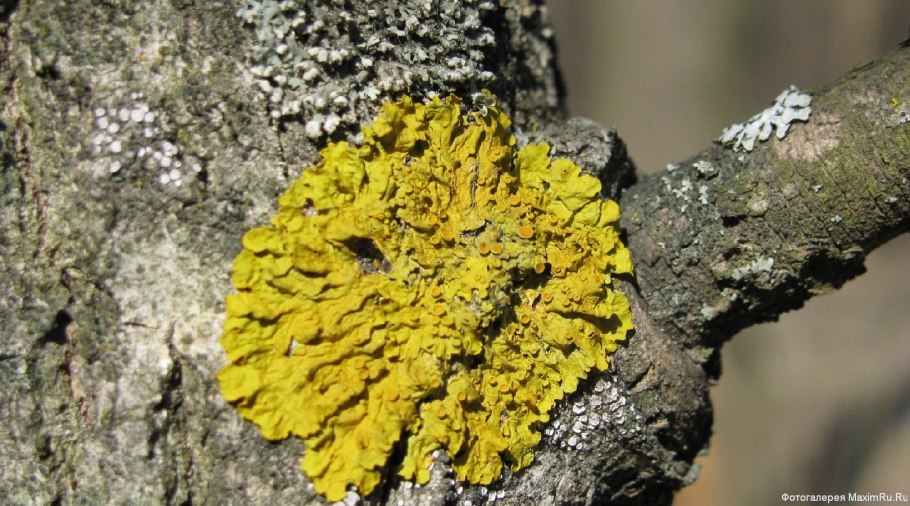 Каменный мох