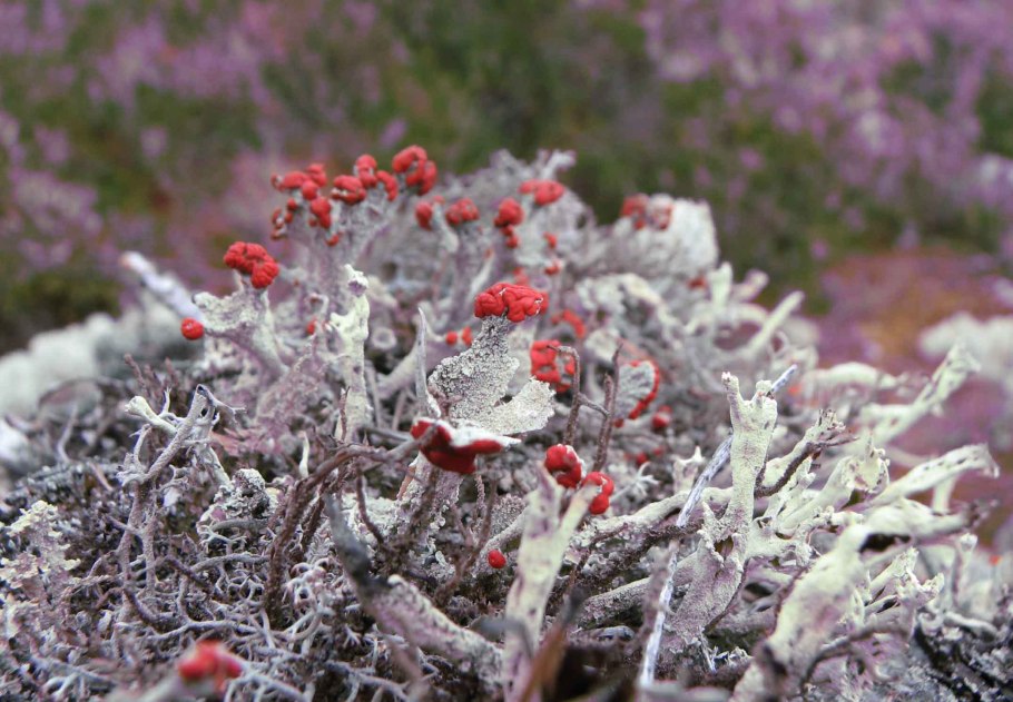 Кладония пиксидата