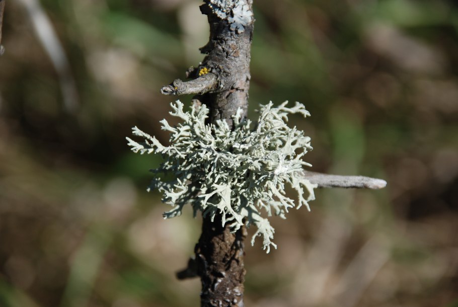 Старый лишайник