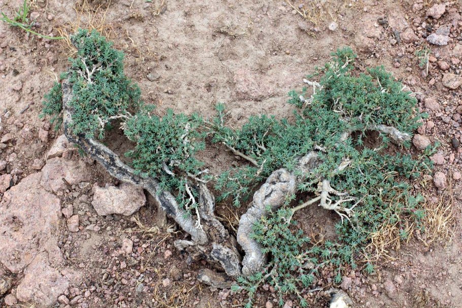 Лишайники КБР