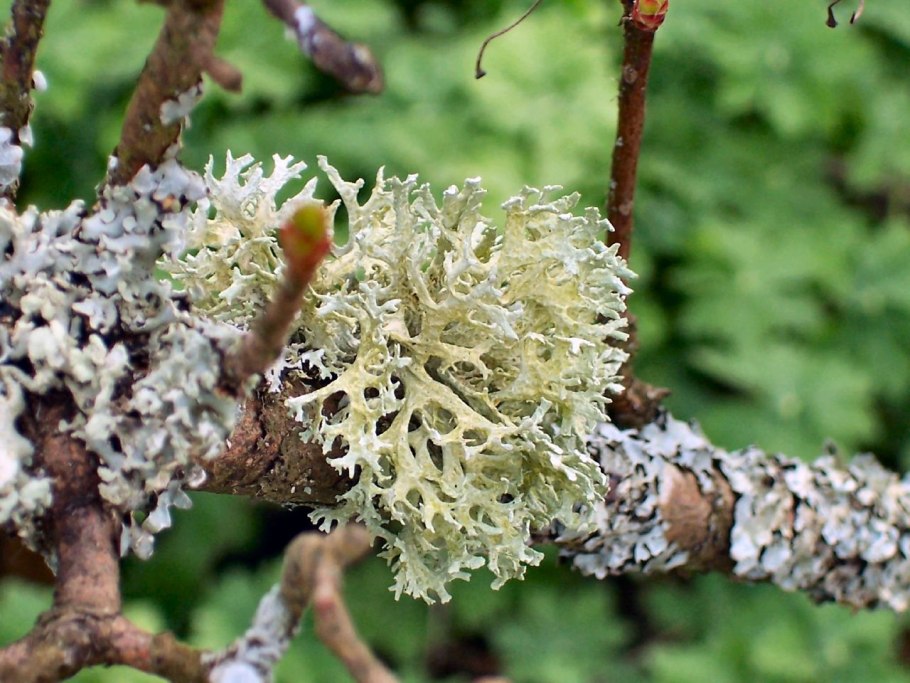 Нанофитон ежовый