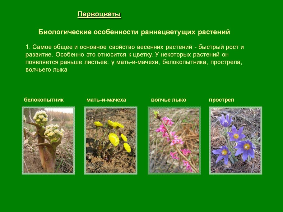 Цветение многолетников по месяцам