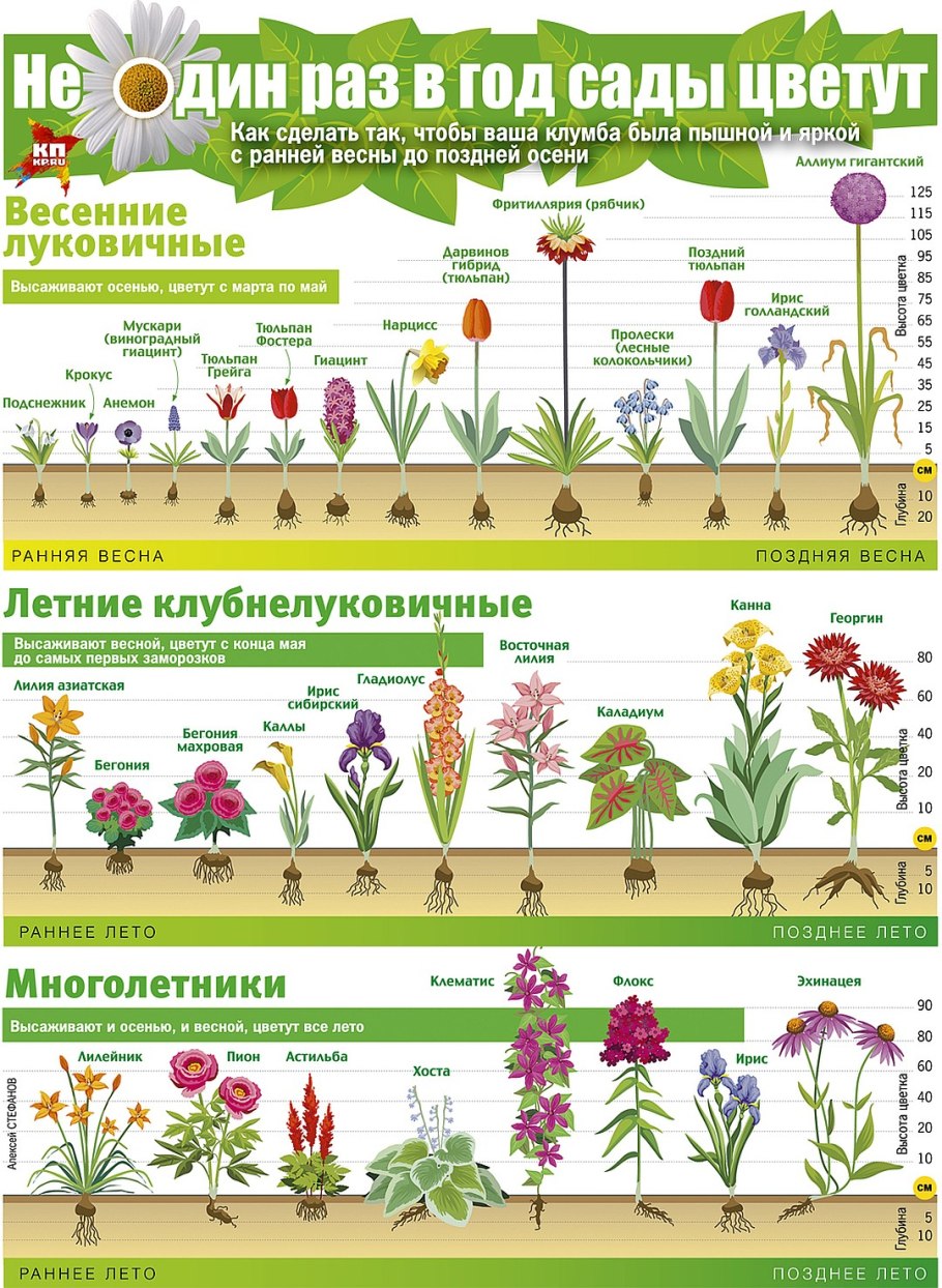 Фрондозное соцветие