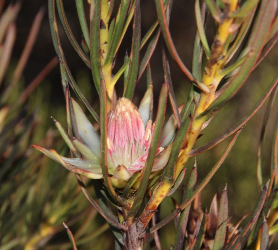 Leucospermum conocarpodendron