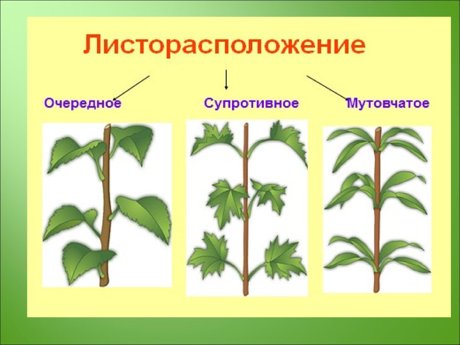 Борщевик Сибирский и Сосновского