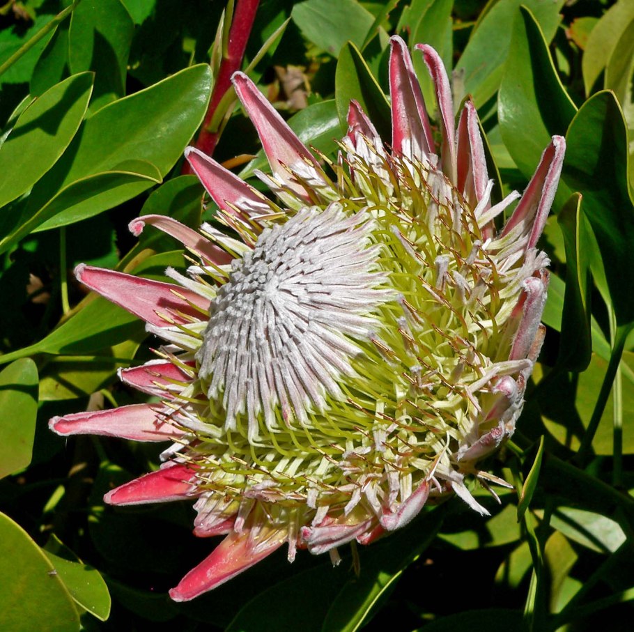 Protea cynaroides - протея артишоковая