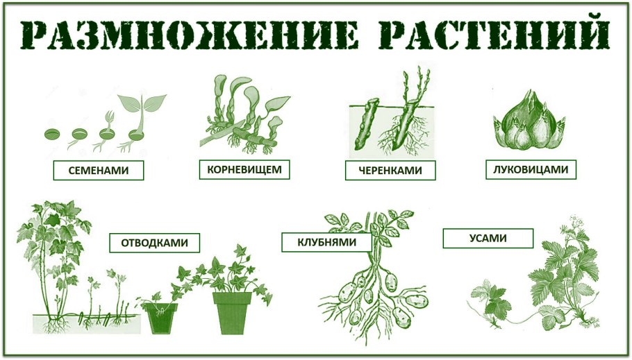 Хлорофитум паспорт растения для детского сада