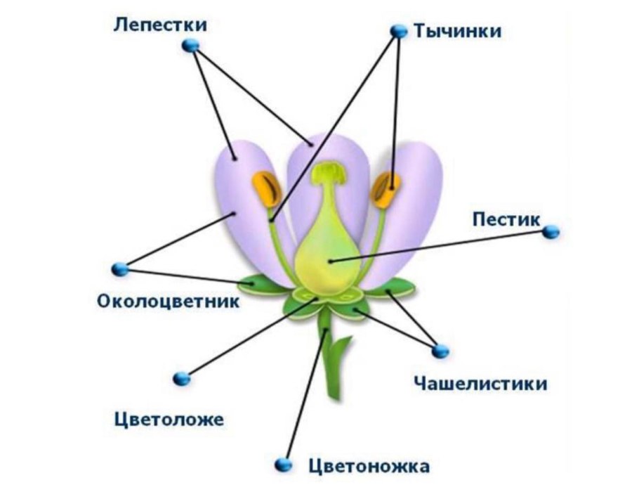 Размножение растений семенами и вегетативно