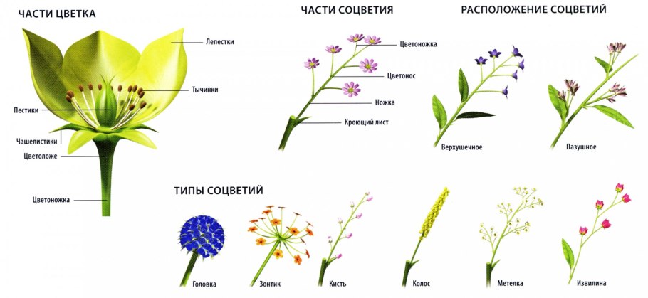 Таблица цветения луковичных