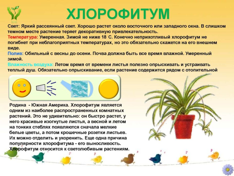 Дионея мухоловка