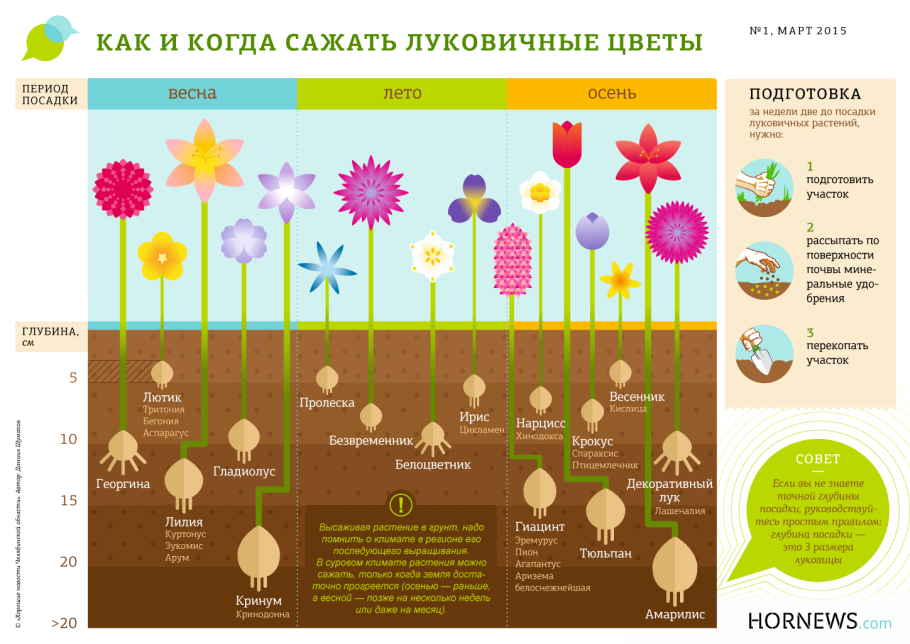 Африканский кат растение