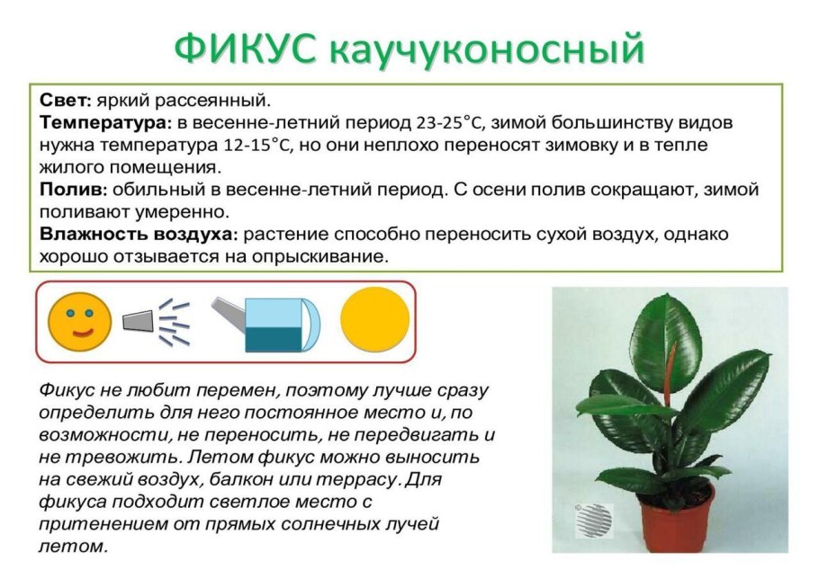 Комнатные растения в нашей жизни