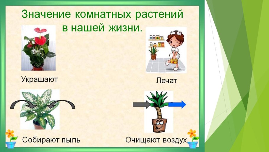 Лекарственные растения для дошкольников