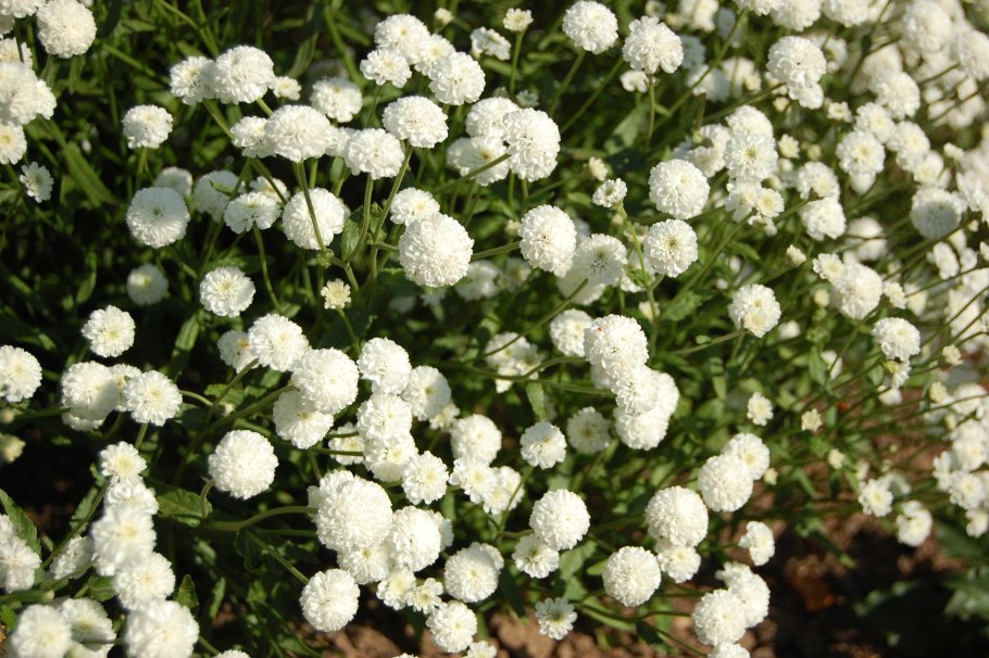 Тысячелистник Achillea "Diadem"
