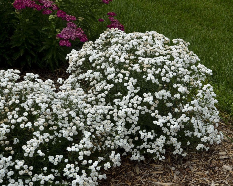 Тысячелистник птармика Жемчужница
