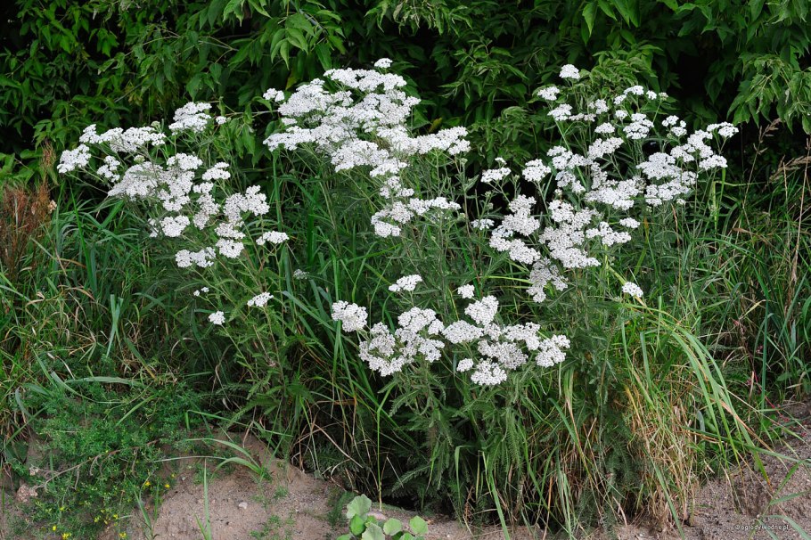 Тысячелистник птармика
