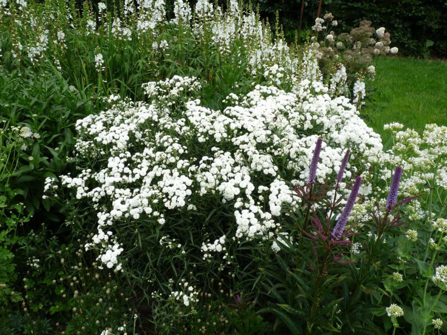 Тысячелистник птармика Жемчужина