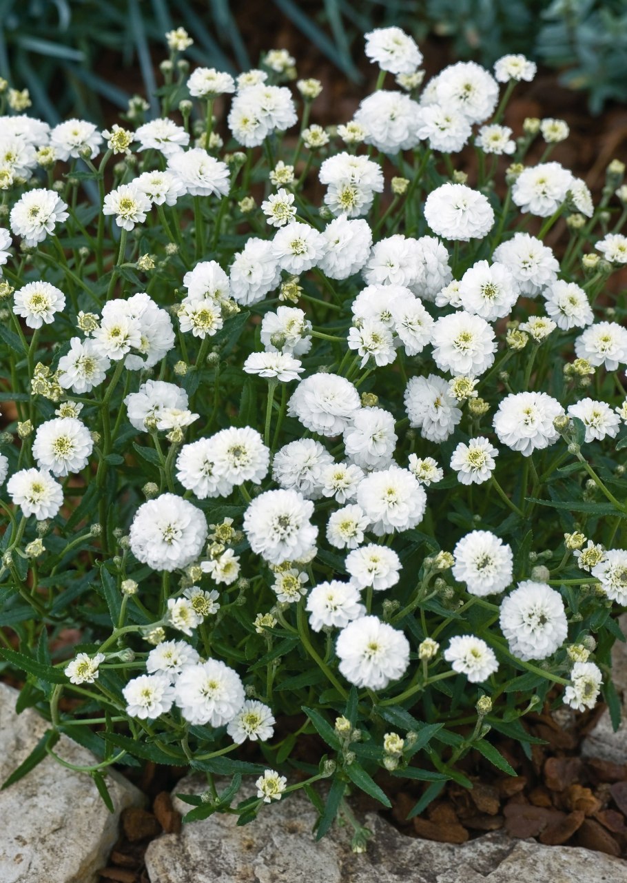 Тысячелистник птармика НОБЛЕССА