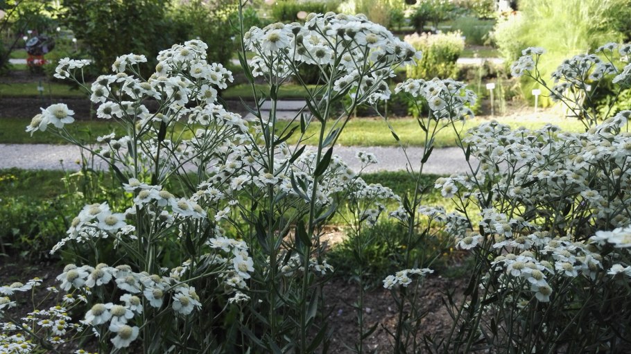 Шнек для Zitrek st3000