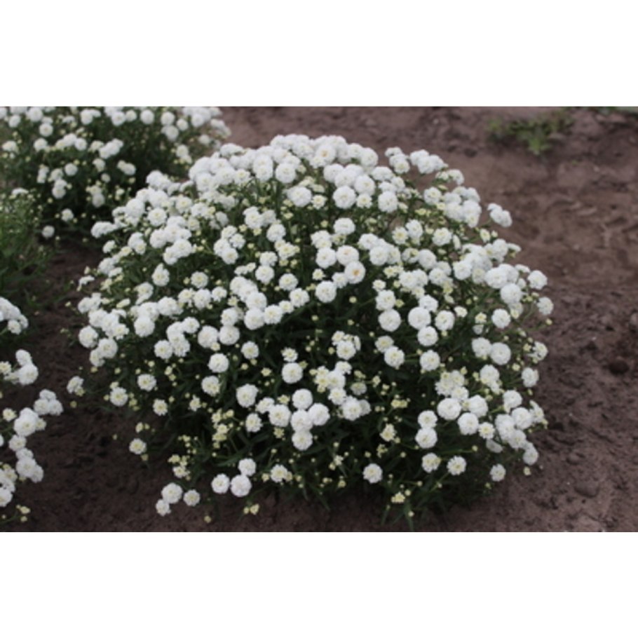 Тысячелистник птармика жемчуг