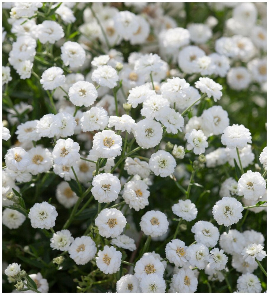 Цветы тысячелистник Жемчужница