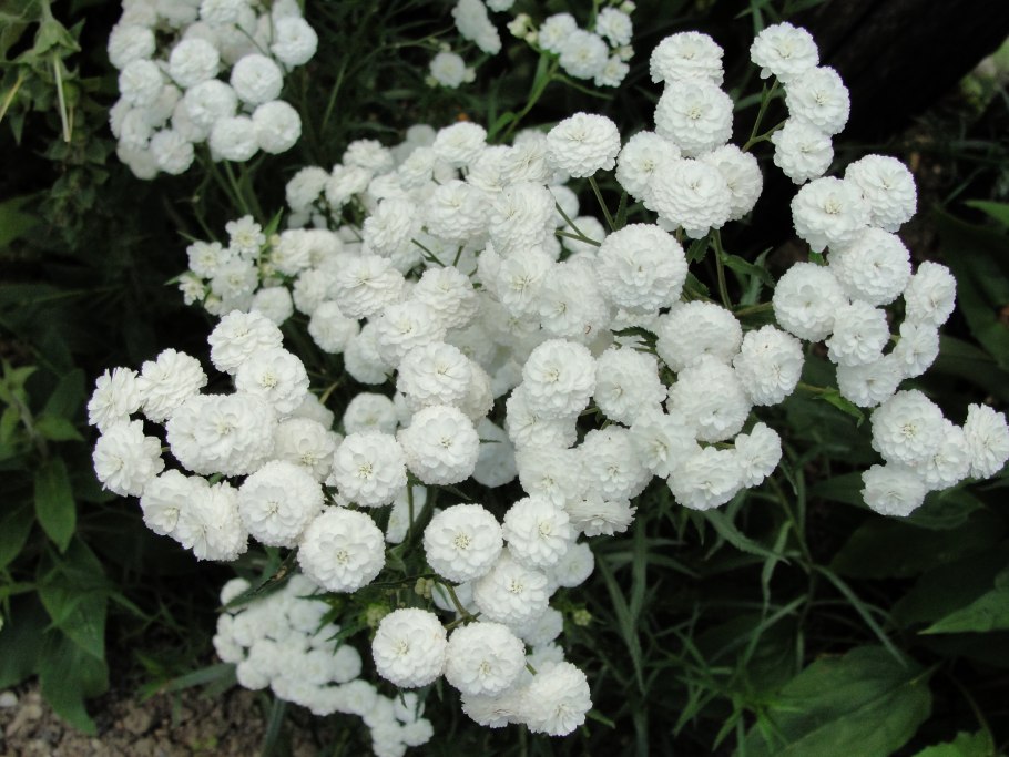 Achillea ptarmica Diadem