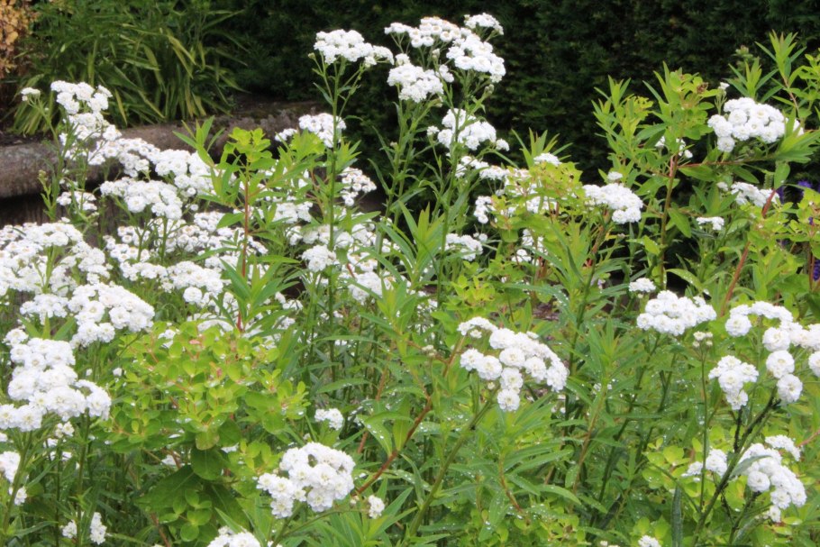 Тысячелистник птармика Жемчужница