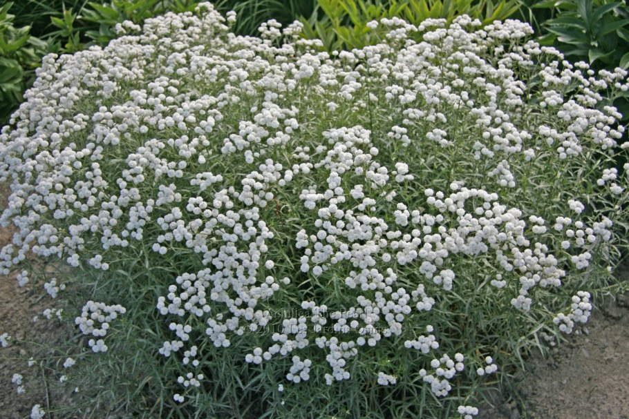 Тысячелистник Achillea ptarmica Peter Cottontail