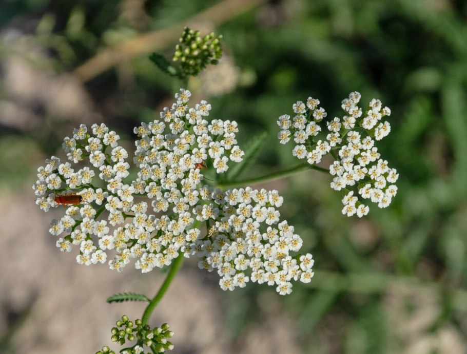 Тысячелистник птармика (Achillea ptarmica)